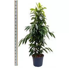 Фикус Биннедика Амстел Кинг куст - Ficus Amstel King D30 H180