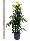 Фикус Биннедика Амстел Кинг куст - Ficus Amstel King D30 H180