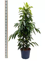 Фикус Биннедика Амстел Кинг куст - Ficus Amstel King D30 H180