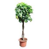Фикус Амстел Кинг Косичка - Ficus Bin Amstel King Twisted Stem D55 H250