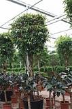 Фикус Биннедика Амстел Кинг штамб - Ficus Amstel King D85 H400
