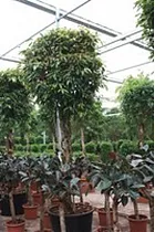 Фикус Биннедика Амстел Кинг штамб - Ficus Amstel King D85 H400