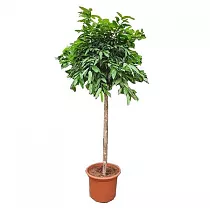 Фикус Амстел Кинег Штамб - Ficus Bin Amstel King On Stem D60 H300