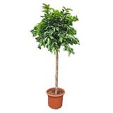 Фикус Амстел Кинег Штамб - Ficus Bin Amstel King On Stem D60 H300
