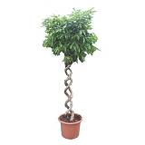 Фикус Амстел Кинг двойная спираль - Ficus Bin Amstel King Double Spiral D60 H270