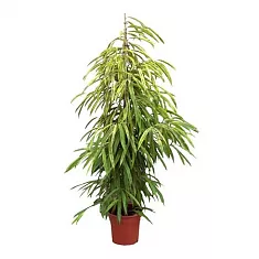 Фикус Биннедика Амстел Кинг куст - Ficus Amstel King D35 H200