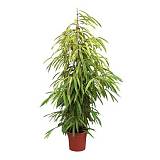 Фикус Биннедика Амстел Кинг куст - Ficus Amstel King D35 H200