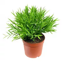 Погонатерум просовидный (Бамбук Моника) - Pogonatherum Monica D10 H15