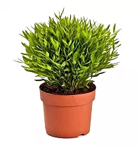 Погонатерум просовидный (Бамбук Моника) - Pogonatherum Monica D12 H25