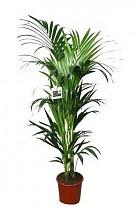 Ховея (Кентия) D22 H120