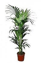 Ховея (Кентия) D22 H120