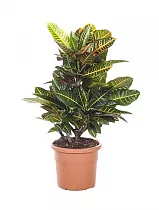 Кодиеум Петра - Kodieum Varigatum Petra D17 H70