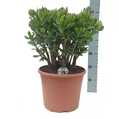 Крассула Овата (Толстянка) - Crassula D23 H65