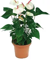 Антуриум Андреанум Аребо - Anthurium Arebo белый D17 H60