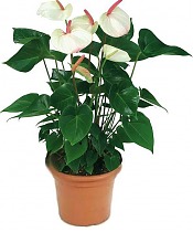 Антуриум Андреанум Аребо - Anthurium Arebo белый D17 H60