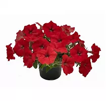 Петуния - Petunia D12 H15