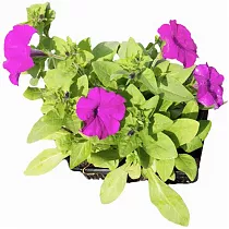 Петуния - Petunia