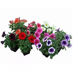 Петуния - Petunia D12 H15