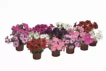 Петуния - Petunia D12 H15