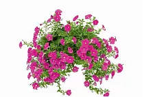 Петуния - Petunia D17 H30