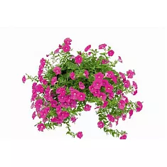 Петуния - Petunia D17 H30