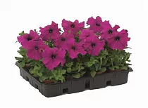 Петуния - Petunia