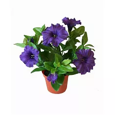 Петуния - Petunia D12 H15