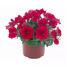 Петуния - Petunia D12 H15