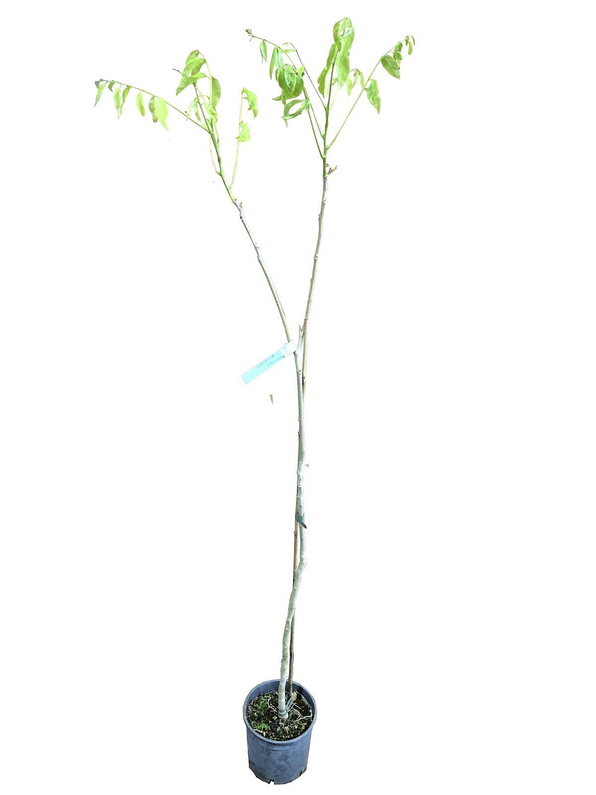 Мыльное дерево, или Сапиндус - Sapindus D18 H140