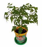 Мыльное дерево, или Сапиндус - Sapindus D12 H30