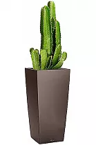 Кактус Молочай Ауренсис + Lechuza CUBICO 30