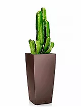 Кактус Молочай Великий + Lechuza CUBICO 40