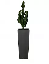 Кактус Эуфобия Триангуларис + Lechuza ALTO 40