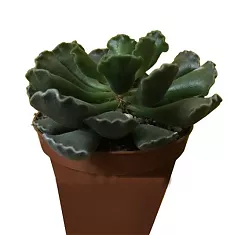 Адромискус гребенчатый - Adromischus cristatus D5 H10