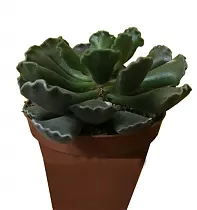 Адромискус гребенчатый - Adromischus cristatus D5 H10