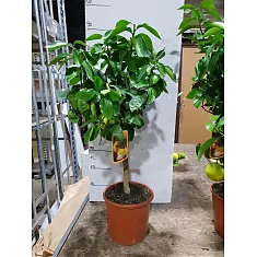 Цитрус Грейпфрут - Citrus paradisi D24 H90