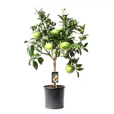 Цитрус Грейпфрут - Citrus Grapefruit On Stem D22 H90