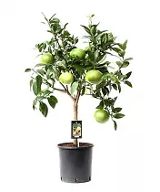 Цитрус Грейпфрут - Citrus Grapefruit On Stem D22 H90