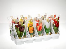 Тюльпан Микс - Tulipa D12 H25