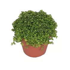 Пилея Пиноккио - Pilea Pinokkio D12 H20