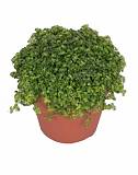 Пилея Пиноккио - Pilea Pinokkio D12 H20