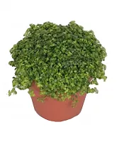 Пилея Пиноккио - Pilea Pinokkio D12 H20