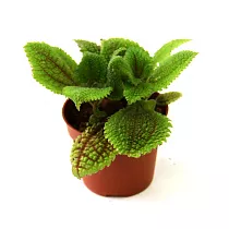 Пилея Алуми - Pilea alumi D5 H10