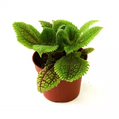 Пилея Алуми - Pilea alumi D5 H10