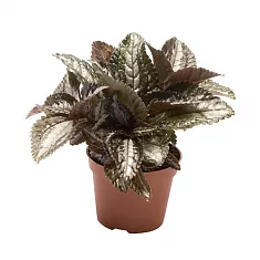Пилея Бронза - Pilea Bronze  D5 H10