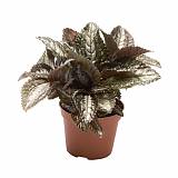 Пилея Бронза - Pilea Bronze  D5 H10