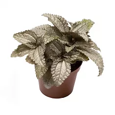 Пилея Эллен- Pilea Ellen D5 H10