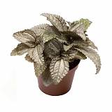 Пилея Эллен- Pilea Ellen D5 H10