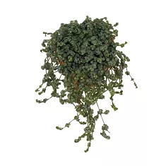 Пилея - Pilea glaucophylla Greyzy D12 H25