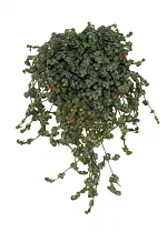 Пилея - Pilea glaucophylla Greyzy D12 H25